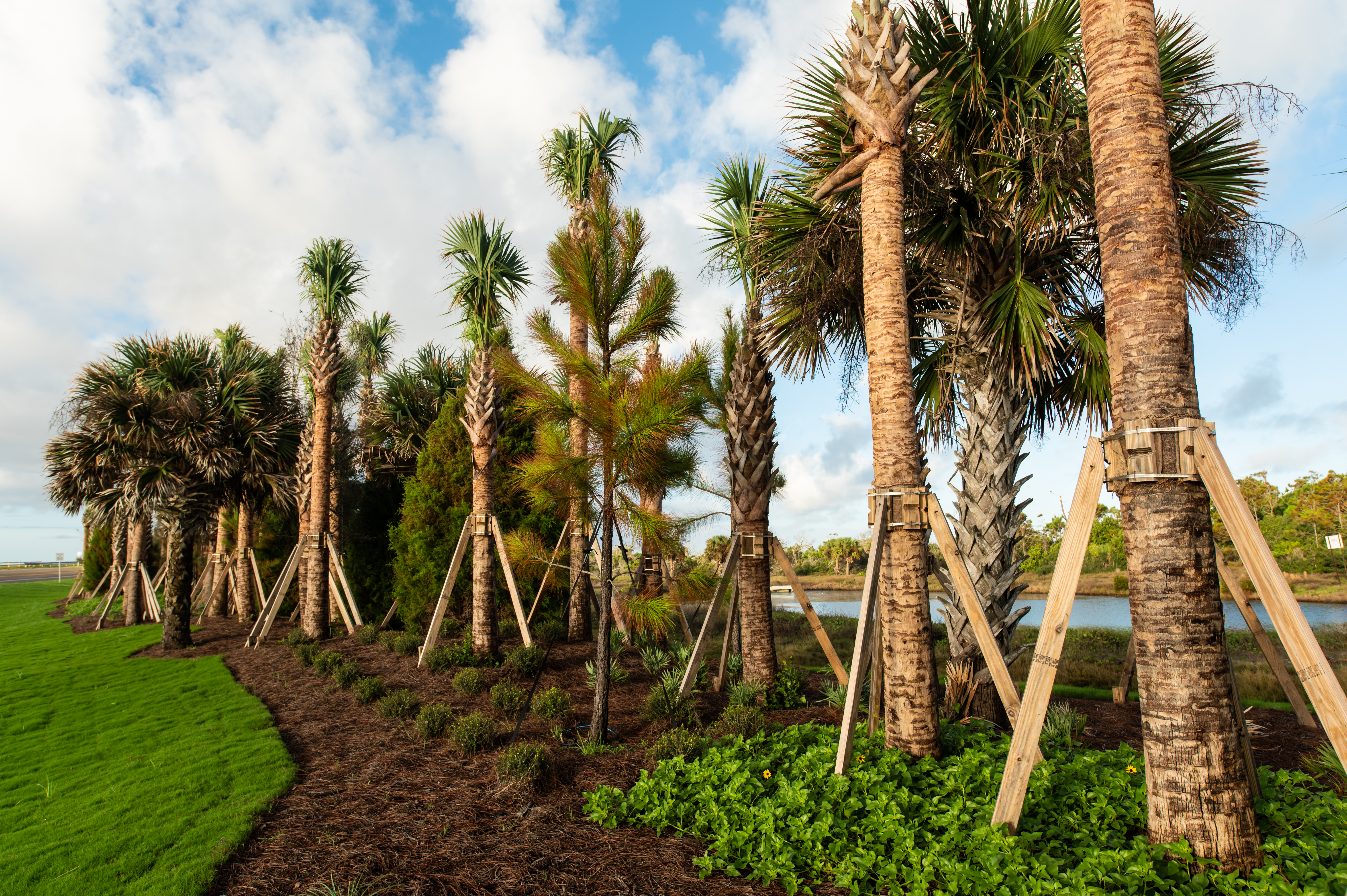 Sabal Palm