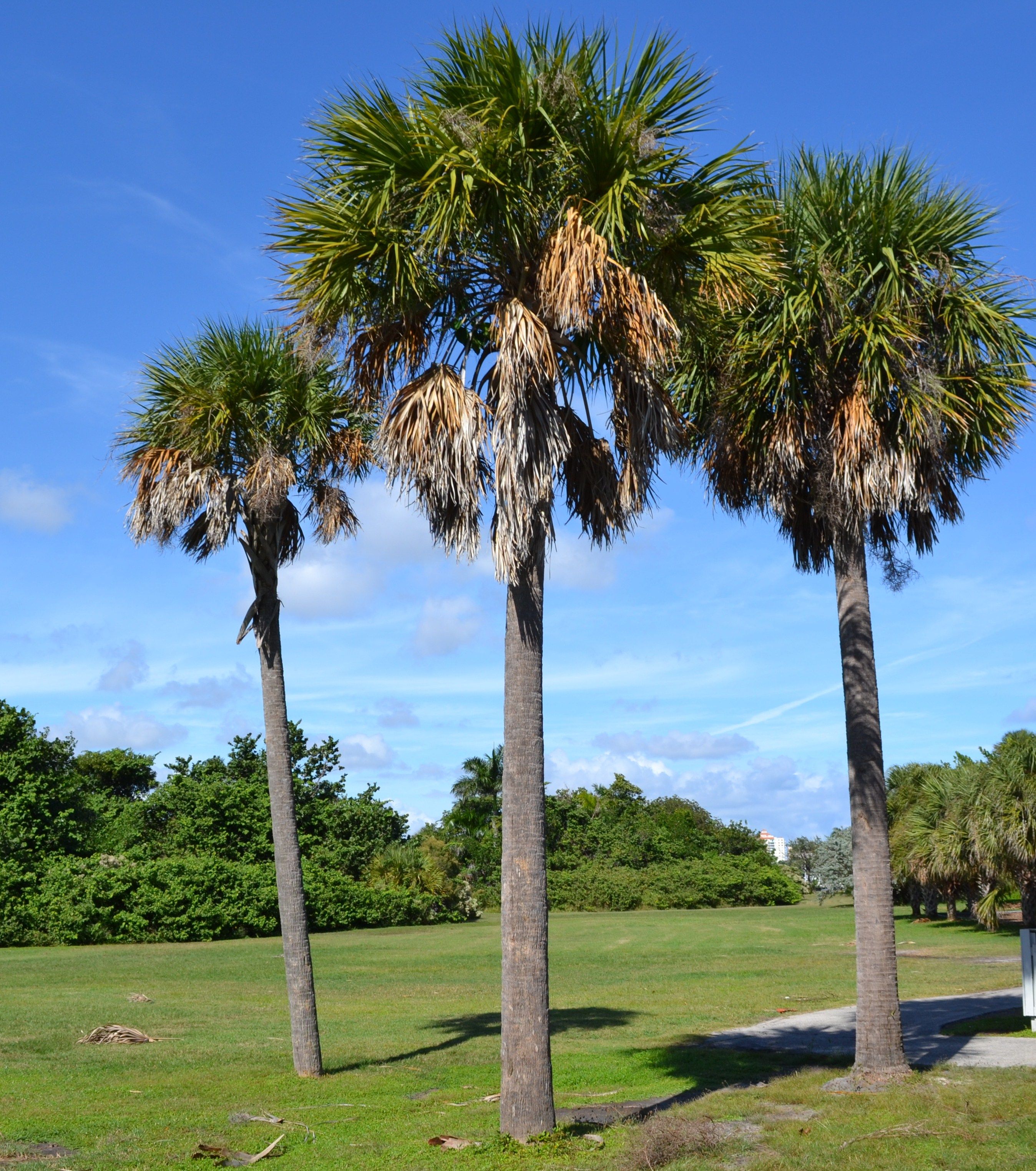 Sabal Palm