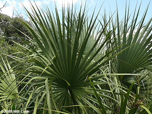 Sabal Palm